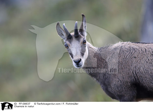 Chamois in natur / FF-08637