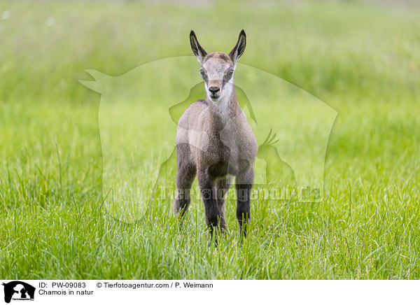 Chamois in natur / PW-09083