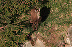 young chamois