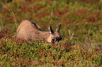Chamois in nature