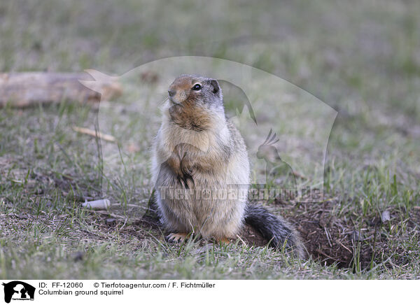 Columbian ground squirrel / FF-12060