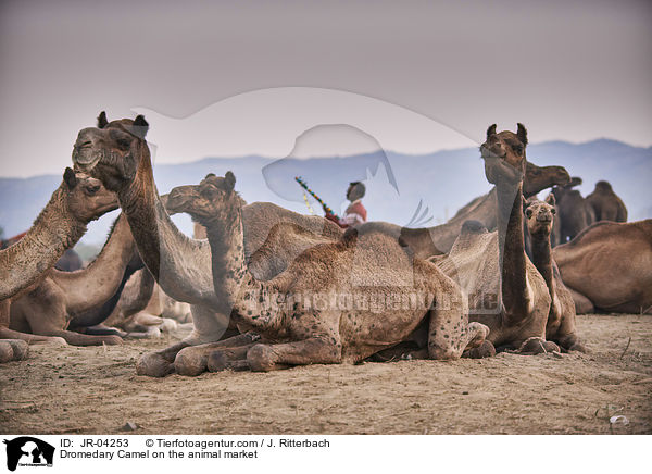 Dromedary Camel on the animal market / JR-04253