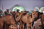 Dromedary Camel on the animal market