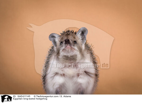 Egyptian long-eared hedgehog / SAD-01145