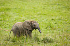 4 months old baby elephant
