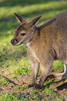English Red-necked Wallaby