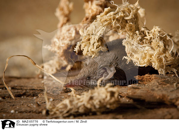 Etruscan pygmy shrew / MAZ-05776