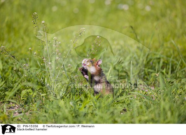 Feldhamster / black-bellied hamster / PW-15358