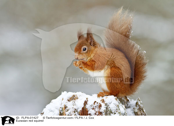Eurasian red squirrel / FLPA-01427