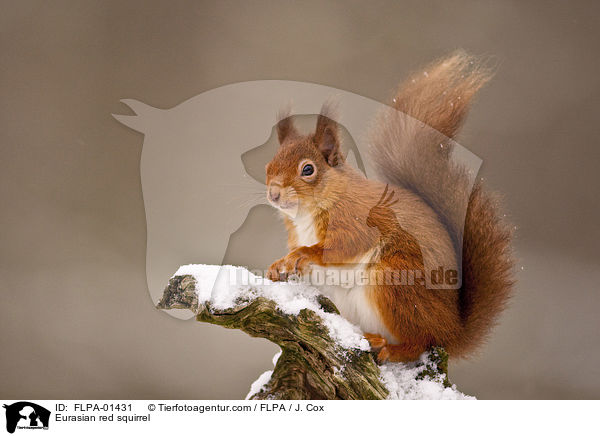 Eurasian red squirrel / FLPA-01431