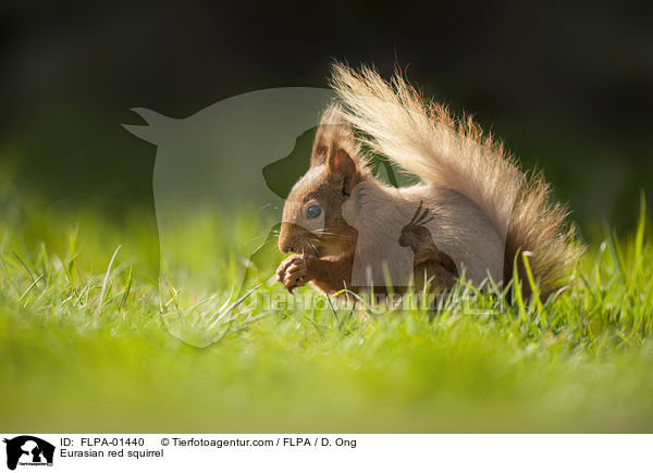 Eurasian red squirrel / FLPA-01440