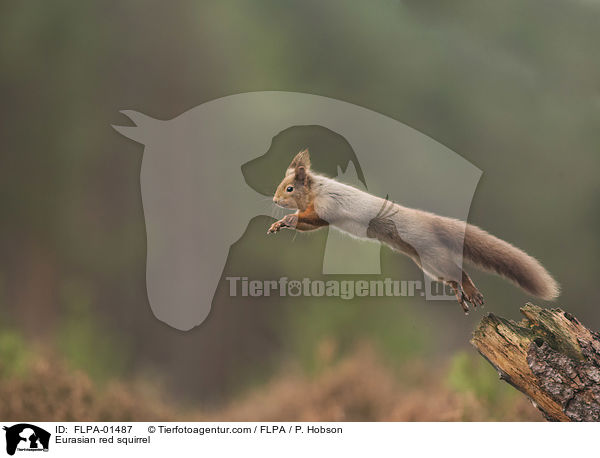 Eurasian red squirrel / FLPA-01487