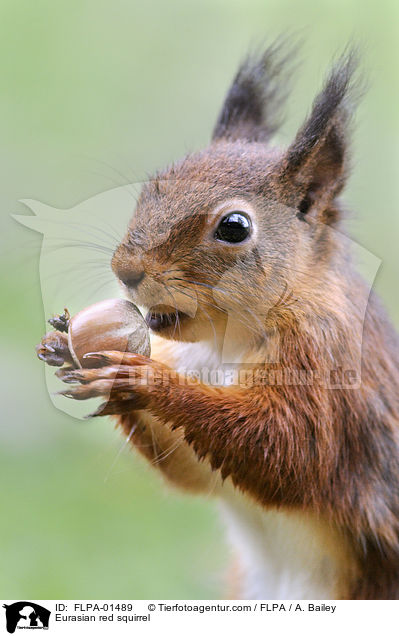 Eurasian red squirrel / FLPA-01489