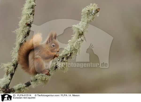 Eurasian red squirrel / FLPA-01514