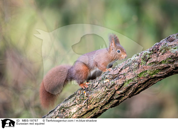 Eurasian red squirrel / MBS-18767