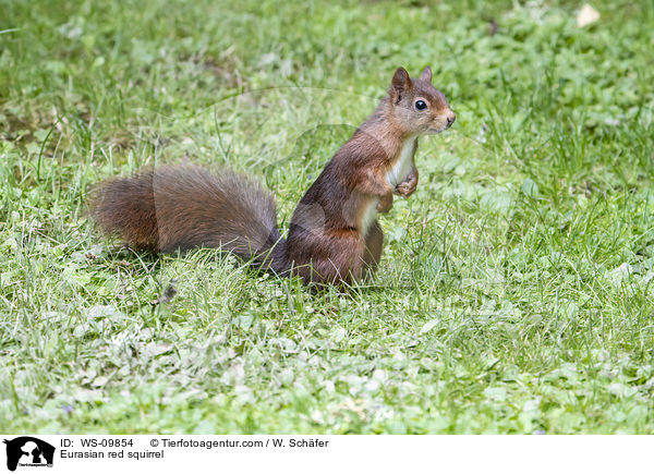 Eurasian red squirrel / WS-09854
