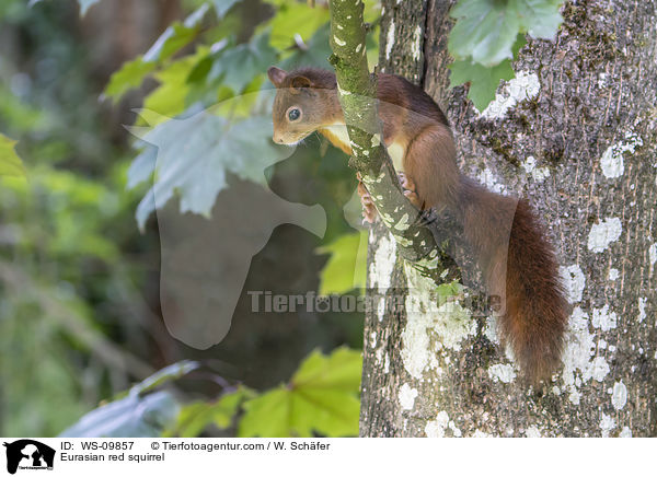 Eurasian red squirrel / WS-09857