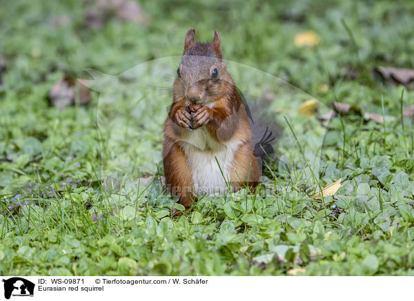 Eurasian red squirrel / WS-09871