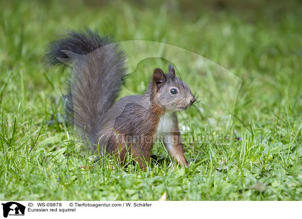 Eurasian red squirrel / WS-09878