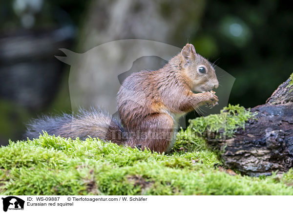 Eurasian red squirrel / WS-09887