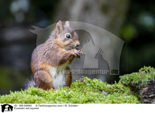 Eurasian red squirrel / WS-09890