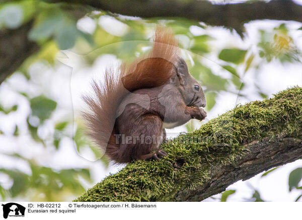 Eurasian red squirrel / HB-02212