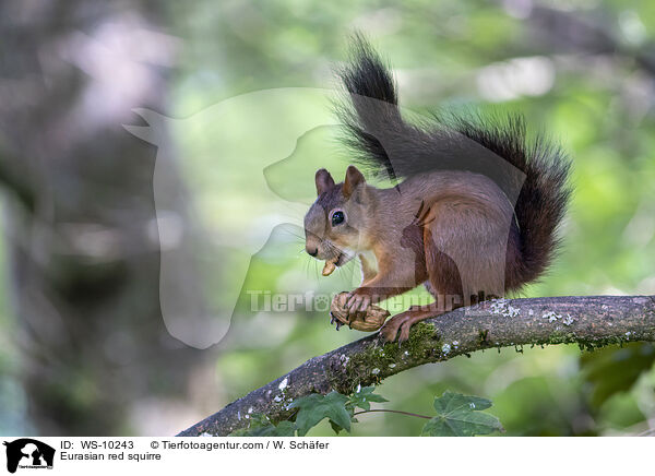 Eurasian red squirre / WS-10243