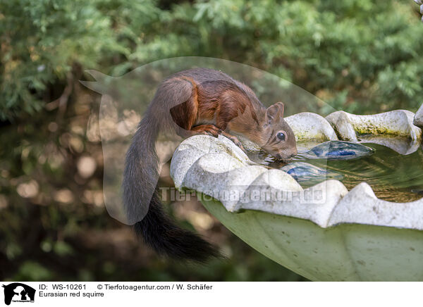 Europisches Eichhrnchen / Eurasian red squirre / WS-10261