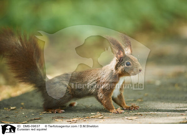 Eurasian red squirrel / DMS-09637