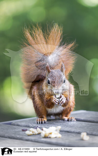 Eurasian red squirrel / AE-01869