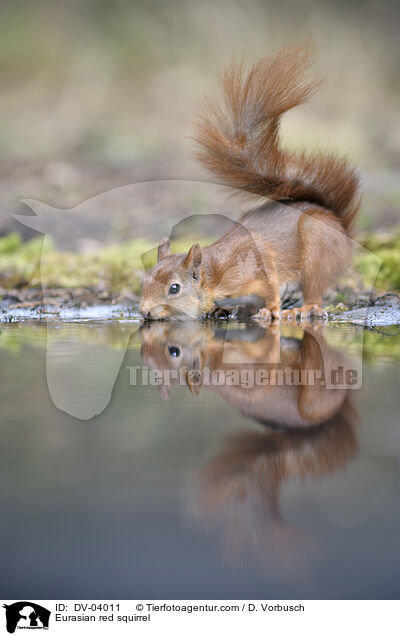 Eurasian red squirrel / DV-04011