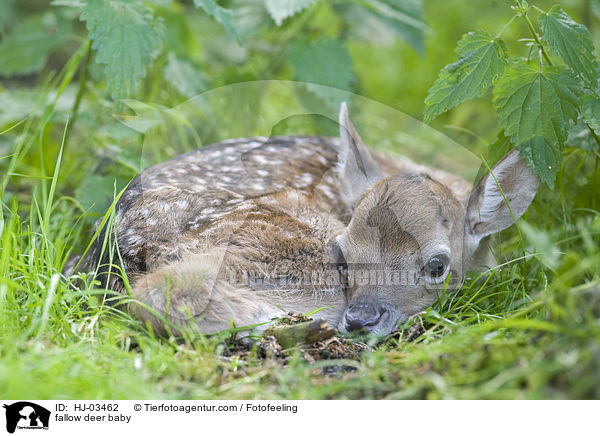 fallow deer baby / HJ-03462