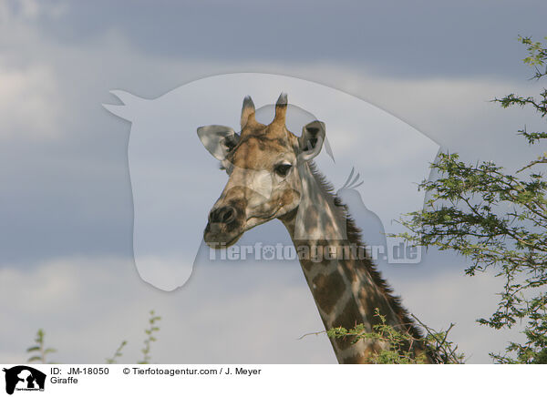 Giraffe / JM-18050