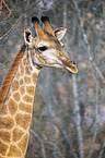 Giraffe portrait