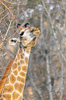 Giraffe Portait
