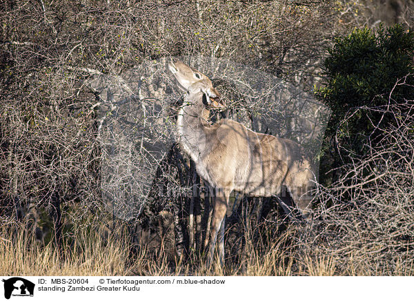 standing Zambezi Greater Kudu / MBS-20604