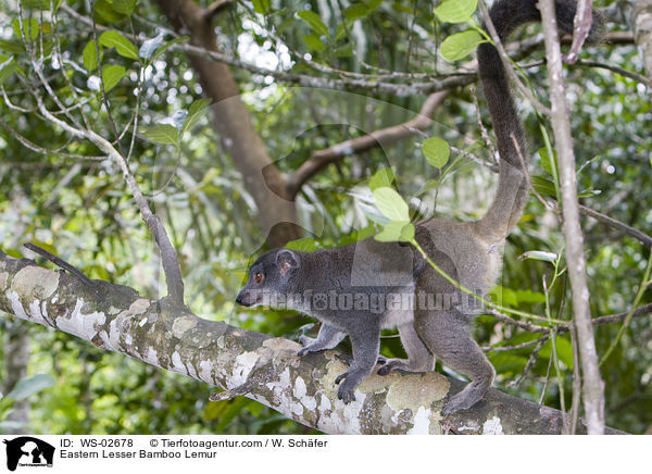 Grauer Halbmaki / Eastern Lesser Bamboo Lemur / WS-02678
