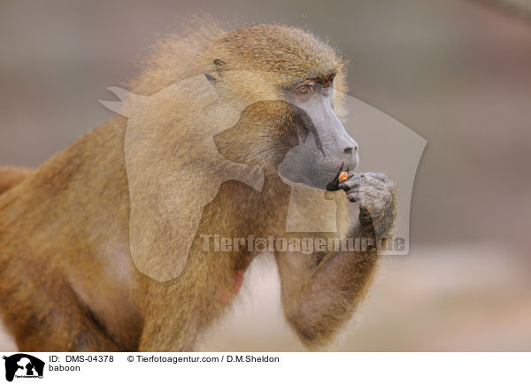 baboon / DMS-04378