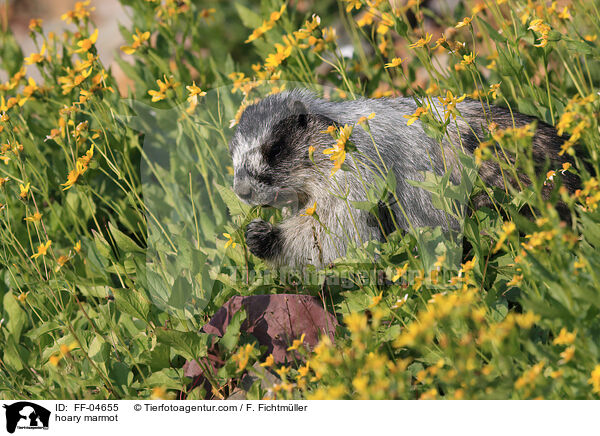 hoary marmot / FF-04655