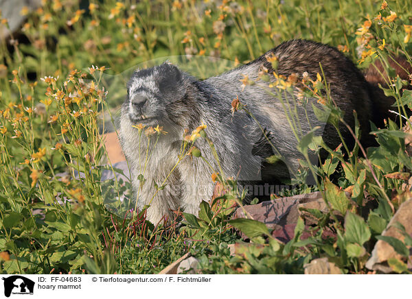 hoary marmot / FF-04683