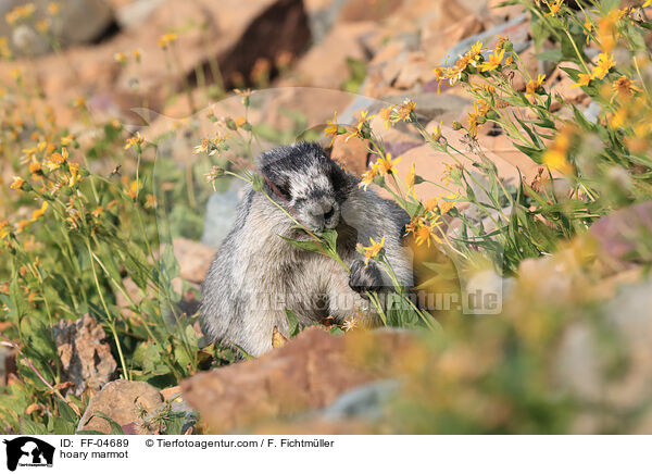 hoary marmot / FF-04689