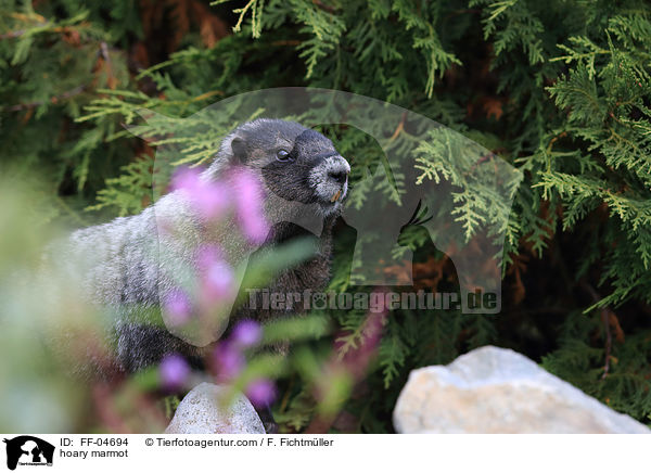 hoary marmot / FF-04694