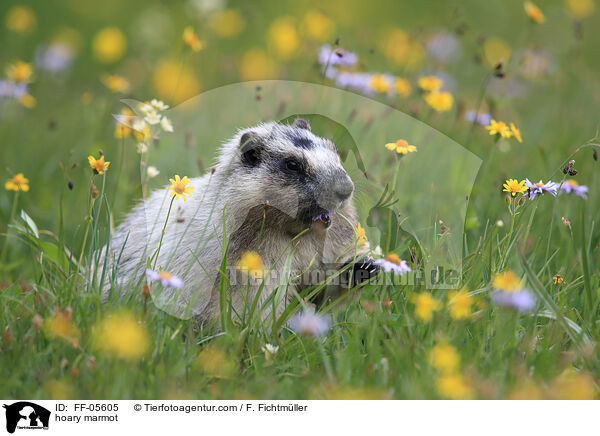 hoary marmot / FF-05605