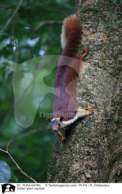 Indian giant squirrel / FLPA-04760