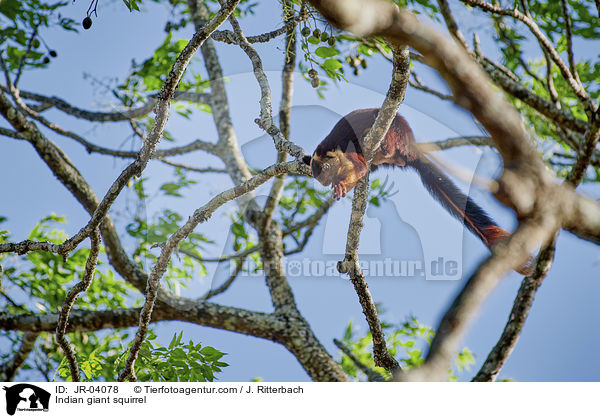 Indian giant squirrel / JR-04078