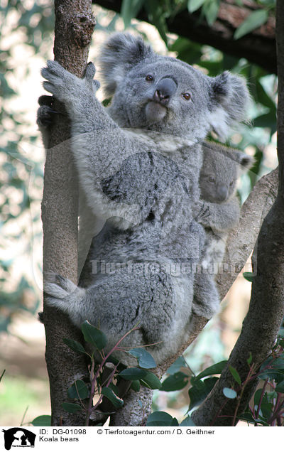 Koala bears / DG-01098