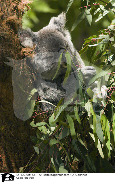 Koala im Baum / Koala on tree / DG-09172
