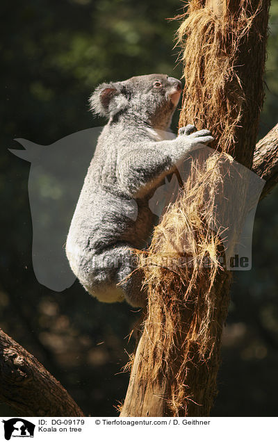 Koala im Baum / Koala on tree / DG-09179