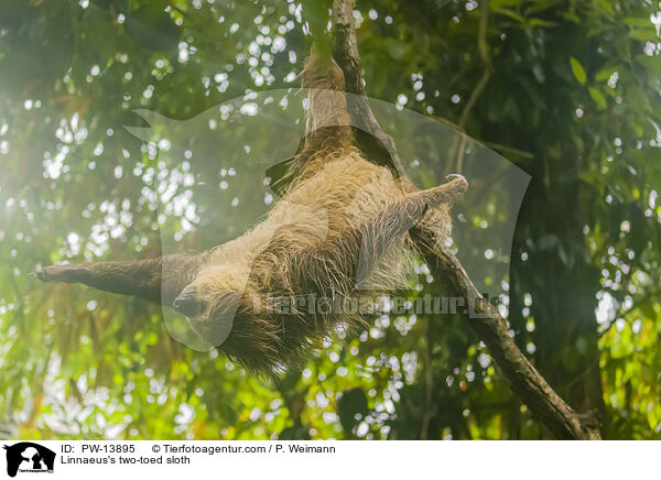 Linnaeus's two-toed sloth / PW-13895
