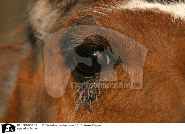 eye of a llama / SS-03169